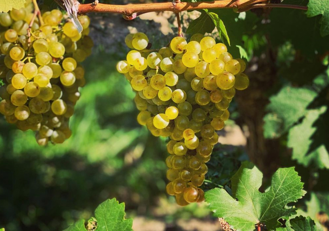Green Grape Clusters on Vine