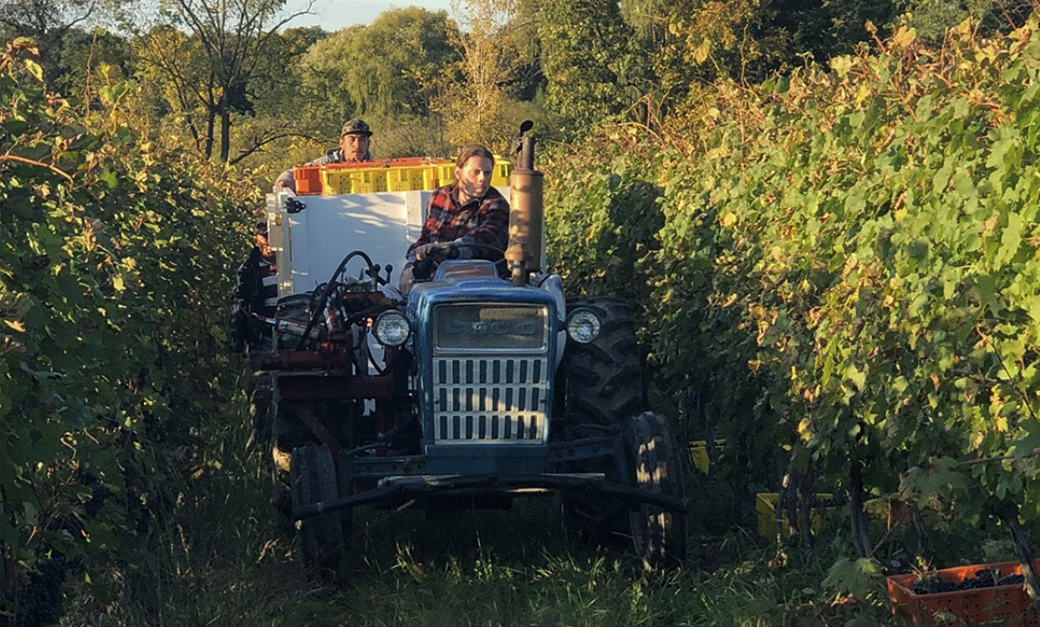 Tractor transporting Grapes