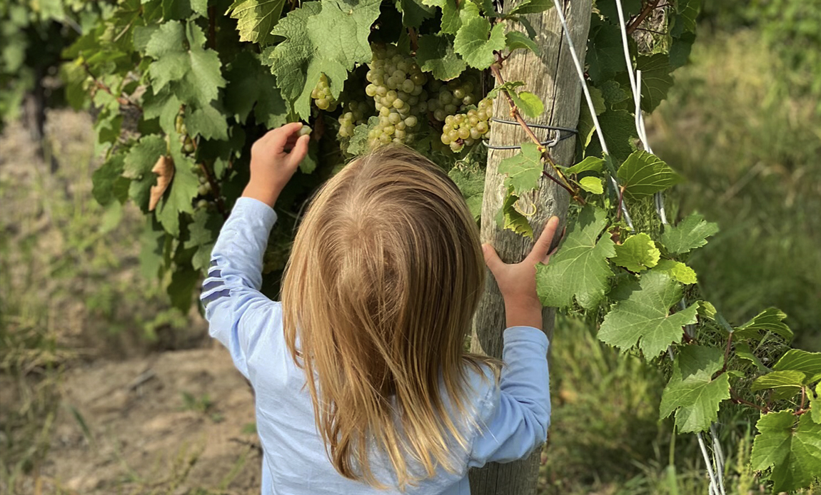 Child Picking Grapes