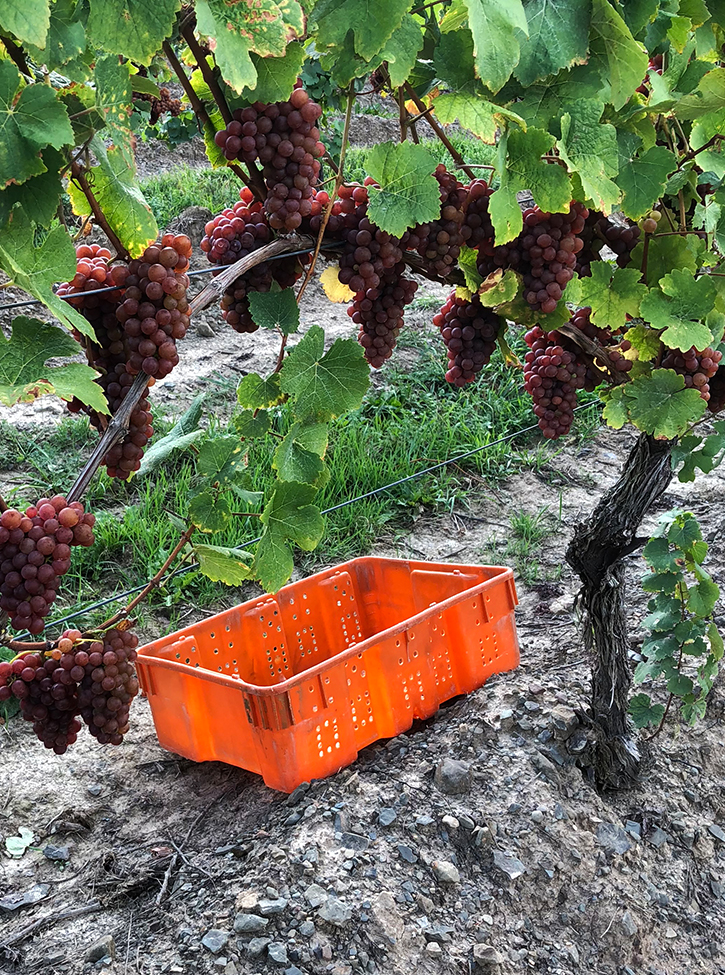 Grapes about to be picked
